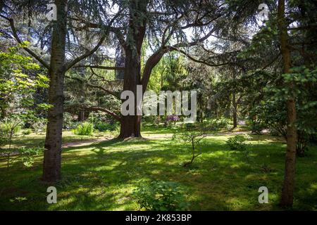 Lebanese cedar in a park. Forest background Stock Photo