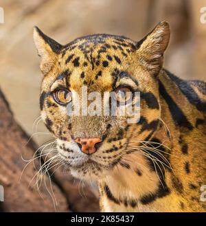 Close up portrait view of a Clouded Leopard (Neofelis nebulosa) Stock Photo