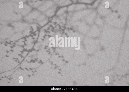 Cherry tree shadows on light gray concrete wall texture background Stock Photo