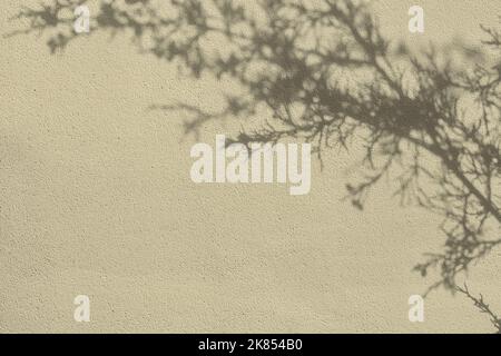 Shadow of leaves on beige concrete wall texture background Stock Photo