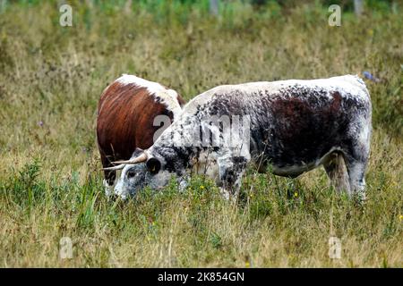 Cattle English Longhorns grazing at Lunt Meadows.  The Longhorn or British Longhorn is a British breed of beef cattle characterised by long curving horns. It originated in northern England, in the counties of Lancashire, Westmorland and Yorkshire, Stock Photo