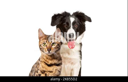 Brown bengal cat and a border collie dog with happy expression together on blue background, looking at the camera Stock Photo