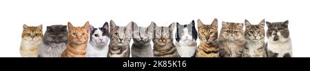 Large group of cats together in a row looking at the camera isolated on white Stock Photo