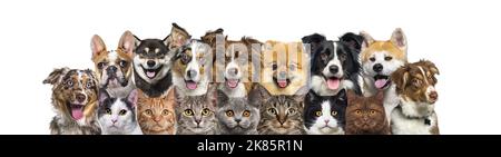 Large group of cats and dogs looking at the camera, banner isolated on white Stock Photo