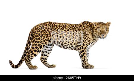 Portrait of leopard standing a looking at the camera, Panthera pardus, against white background Stock Photo