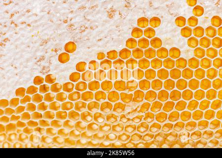 Close-up on the honeycombs of a hive frame full of dripping honey Stock Photo