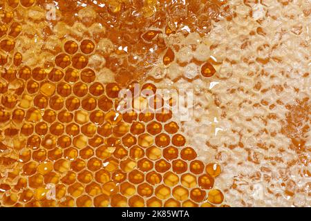 Close-up on the honeycombs of a hive frame full of dripping honey Stock Photo