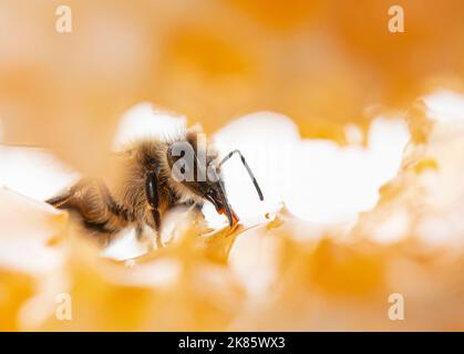 Bee eating honey with its tongue. View through pieces of honeycomb from