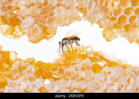 Bee eating honey with its tongue. View through pieces of honeycomb from hive frame Stock Photo
