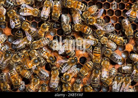 many workers bees seen from above on a piece of honeycomb. You can see bee larvae Stock Photo