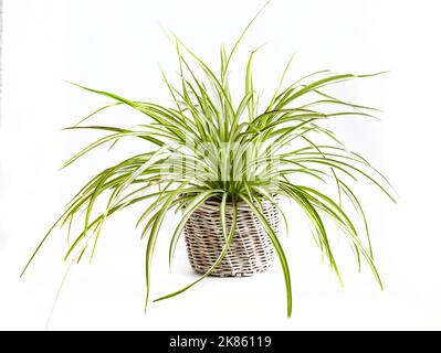 Chlorophytum crested plant (also known Chlorophytum komosum) in white wicker flowerpot isolated on white background Stock Photo