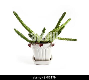 Flowering Huernia schneideriana plant in white ceramic flowerpot isolated on white background Stock Photo