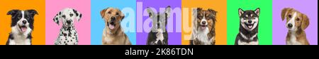 Banner, Collage of multiple dogs head portrait photos on a multicoloured background of a multitude of different bright colours. Stock Photo