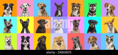 Collage of multiple dogs head portrait photos on a multicolored background of a multitude of different bright colors. Stock Photo