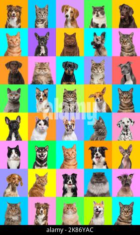 Collage of multiple headshot photos of dogs and cats on a multicolored background of a multitude of different bright colors. Stock Photo
