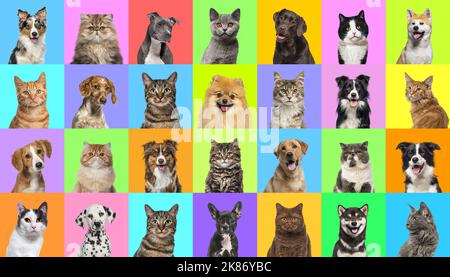 Collage of multiple headshot photos of dogs and cats on a multicolored background of a multitude of different bright colors. Stock Photo