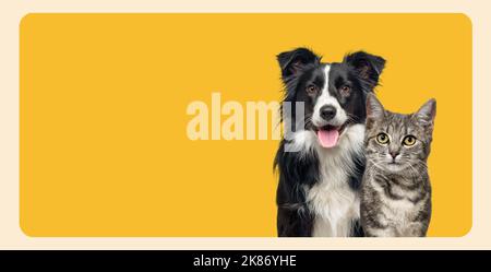 Grey striped tabby cat and a border collie dog with happy expression together on yellow background, banner framed looking at the camera Stock Photo