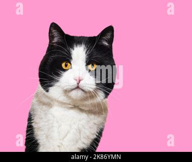 Black and white Mixed breed cat portrait, yellow eyed,  against pink background Stock Photo