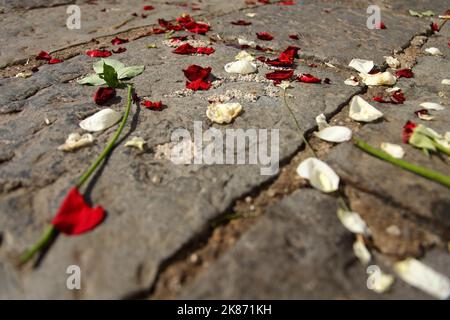 Red and white rose petals on stone footpath. Stock Photo