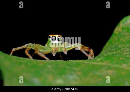 A macro shot of cute little jumping spider walking on green leaf on a black background Stock Photo