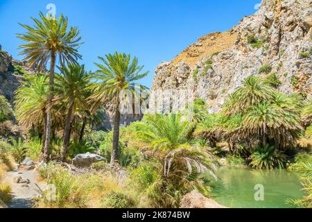 Preveli palm forest, Rethymno, Crete, Greek Islands, Greece, Europe Stock Photo