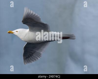 Adult glaucous gull (Larus hyperboreus) in flight against snow-covered cliffs at Bjornoya, Svalbard, Norway, Europe Stock Photo