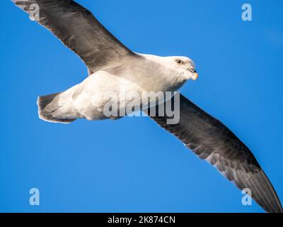 Adult northern fulmar (Fulmarus glacialis) flying overhead in Storfjord, Svalbard, Norway, Europe Stock Photo