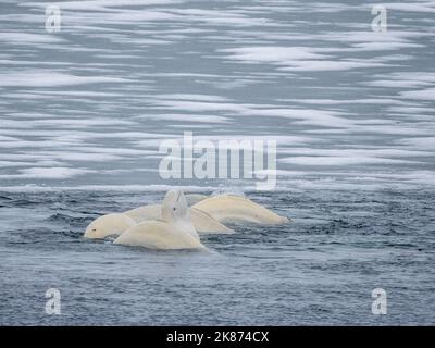 A small pod of beluga whales (Delphinapterus leucas), consisting of several males and one lone female mating, Svalbard, Norway, Europe Stock Photo