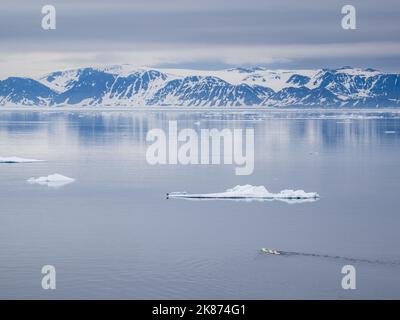 A mother polar bear (Ursus maritimus) swimming with her one year old cubs behind her in Reinsdyrflya, Svalbard, Norway, Europe Stock Photo