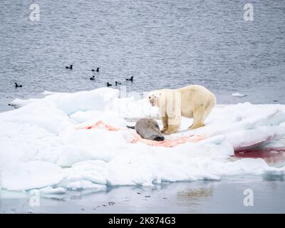 An adult male polar bear (Ursus maritimus) with a bearded seal kill on an ice floe in Storoya, Svalbard, Norway, Europe Stock Photo