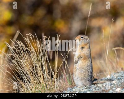 An adult Arctic ground squirrel (Urocitellus parryii) standing in the brush at Denali National Park, Alaska, United States of America, North America Stock Photo