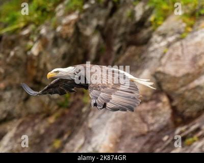 An adult bald eagle (Haliaeetus leucocephalus) taking flight from a rock, Kenai Fjords National Park, Alaska, United States of America, North America Stock Photo