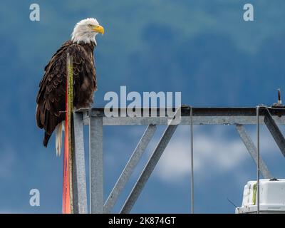 An adult bald eagle (Haliaeetus leucocephalus) perched on a channel marker outside Seward, Alaska, United States of America, North America Stock Photo