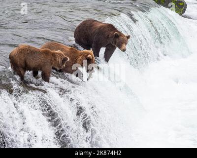 Adult brown bears (Ursus arctos) fishing for salmon at Brooks Falls, Katmai National Park and Preserve, Alaska, United States of America Stock Photo