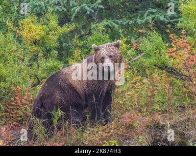 A young brown bear (Ursus arctos) along the shoreline at Lake Clark National Park and Preserve, Alaska, United States of America, North America Stock Photo