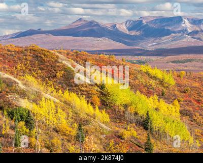 Fall color change amongst the trees and shrubs in Denali National Park, Alaska, United States of America, North America Stock Photo