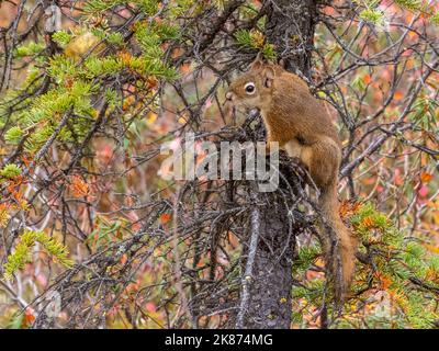 An adult American red squirrel (Tamiasciurus hudsonicus) in the trees in Denali National Park, Alaska, United States of America, North America Stock Photo