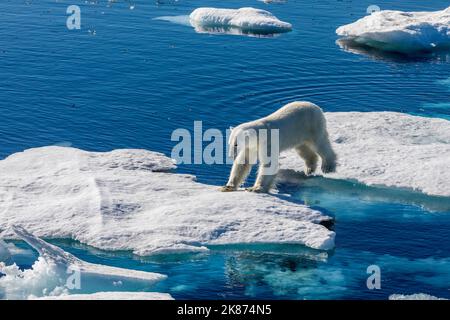 A young male polar bear (Ursus maritimus) on an ice floe in Baffin Bay, Nunavut, Canada, North America Stock Photo