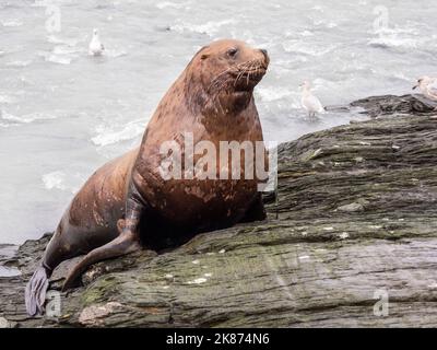 Adult bull Steller sea lion (Eumetopias jubatus), territorial display at the Solomon Gulch Hatchery, Valdez, Alaska, United States of America Stock Photo