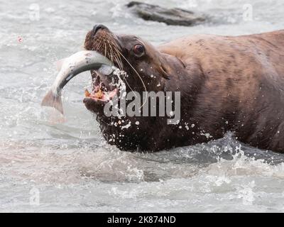 Adult bull Steller sea lion (Eumetopias jubatus), catching salmon at the Solomon Gulch Hatchery, Valdez, Alaska, United States of America Stock Photo