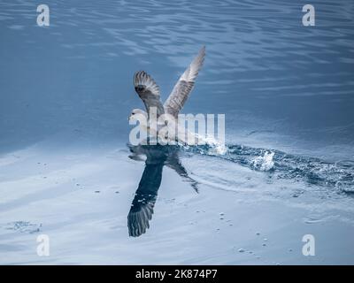 An adult northern fulmar (Fulmarus glacialis) taking flight in calm waters with its reflection, Nunavut, Canada, North America Stock Photo