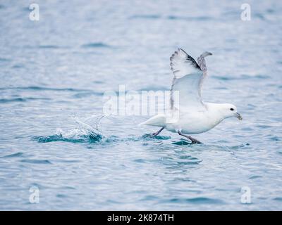 An adult northern fulmar (Fulmarus glacialis) taking flight amongst the icebergs in Ilulissat, Greenland, Denmark, Polar Regions Stock Photo