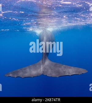 The flukes of an adult female sperm whale (Physeter macrocephalus) swimming underwater, Roseau, Dominica, Windward Islands, West Indies, Caribbean Stock Photo