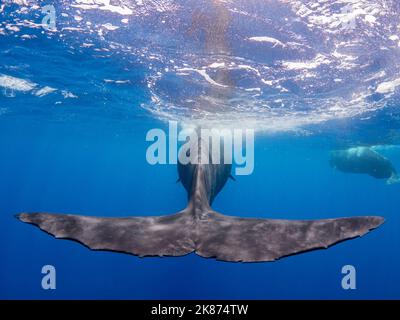 The flukes of an adult female sperm whale (Physeter macrocephalus) swimming underwater, Roseau, Dominica, Windward Islands, West Indies, Caribbean Stock Photo