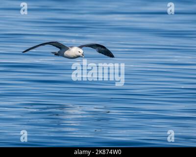 An adult northern fulmar (Fulmarus glacialis) in flight amongst the icebergs in Ilulissat, Greenland, Denmark, Polar Regions Stock Photo