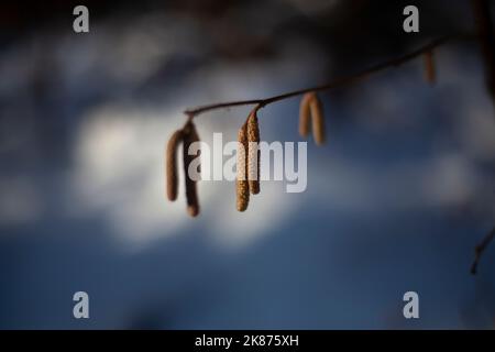 Plant buds in spring. Branch of birch. Details of nature. Awakening of spring. Stock Photo