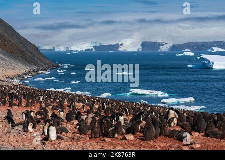 Adelie penguins (Pygoscelis adeliae) colony, Paulet Island, Weddell Sea, Antarctica, Polar Regions Stock Photo