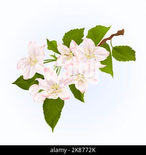 Branch of apple tree with flowers spring background vintage vector illustration Stock Vector