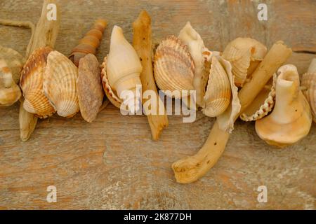 seashells of different shapes an sizes on a wooden board close-up. Top view. Copy space. Summer natural background Stock Photo