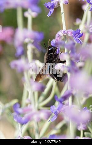 Violet Carpenter Bee Gathering Pollen on Perovskia Blue Spire Stock Photo